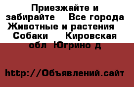 Приезжайте и забирайте. - Все города Животные и растения » Собаки   . Кировская обл.,Югрино д.